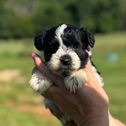 Jenna - Purple Girl - Parti female Miniature Schnauzer puppy in Oneonta, Alabama from Murphree Valley Kennels