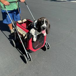 Basset Hound Puppies from Howlin Hounds