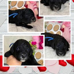 Aussiedoodle Puppies from Iron Doodles