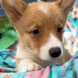 Boy 3 - White and red male Pembroke Welsh Corgi puppy in Newark, Ohio from Abc Cattle Co corgis