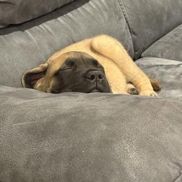 Amy - Purple Collar - Fawn female Mastiff puppy in Layton, Utah from 2A Mastifs