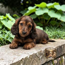 ATLAS - Brindle male Dachshund puppy in Greenfield, Ohio from Buck Run Creek Dachshunds