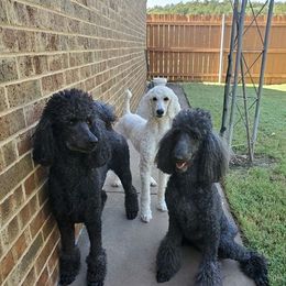 Poodle All Grown Up from TNT Poodles