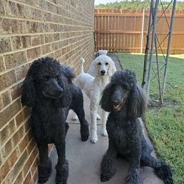 Poodle All Grown Up from TNT Poodles