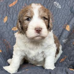 Ainslee - female Newfypoo puppy in San Antonio, Texas from Mammoth Doodles