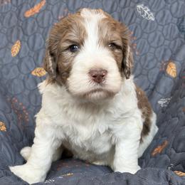 Ainslee - female Newfypoo puppy in San Antonio, Texas from Mammoth Doodles