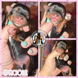 Gracie - Black and tan female Yorkshire Terrier puppy in London, Kentucky from Soto Yorkies