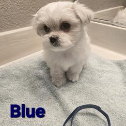 Maltese Puppies from T&C Maltese