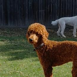 Poodles from Auburn Red Standard Poodles