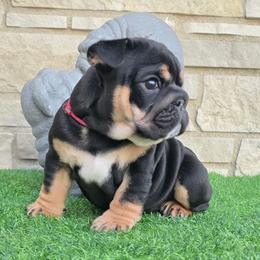 Saint Laurent - Black tri-color female Bulldog puppy in Wisconsin from Shameless Bulldogs LLC