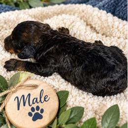 Mario - Black male Poodle puppy in Athens, Tennessee from Paws & Kisses