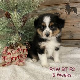 Australian Shepherd, Miniature American Shepherd, and Toy Australian Shepherd Puppies from OR Aussies