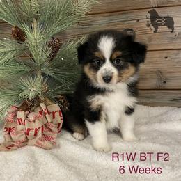 Australian Shepherd, Miniature American Shepherd, and Toy Australian Shepherd Puppies from OR Aussies