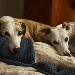 Effie - Whippet