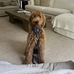 Bernedoodle and Goldendoodle All Grown Up from Kimberlee’s Kennels