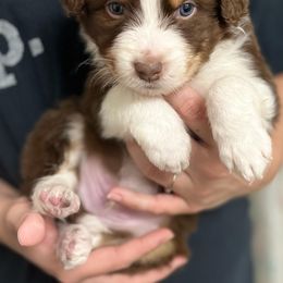 Australian Shepherd Puppies from Southern Sky Aussies