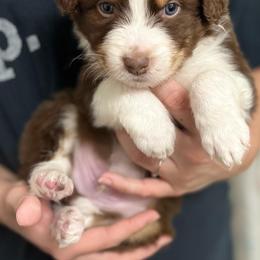 Australian Shepherd Puppies from Southern Sky Aussies
