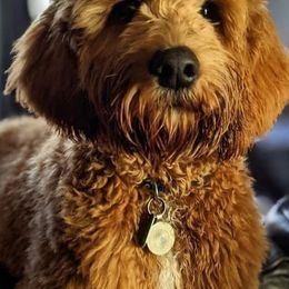 Cavapoos and Goldendoodles from Hearts Full of Puppies