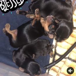 Yorkshire Terrier Puppies from Elite's Touch of Klas Yorkies