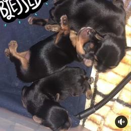Yorkshire Terrier Puppies from Elite's Touch of Klas Yorkies