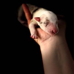 Fireball - Sable merle male Border Collie puppy in New Mexico from Twisted Biscuit Border Collies