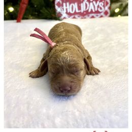 Pink girl - Red  female Goldendoodle puppy in Lewisville, Texas from Zink Doodles