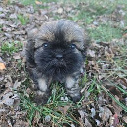 Stan - Brindle male Shih Tzu puppy in Normal, Illinois from Happy Shih Tzu Homes