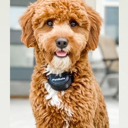 Penny - Goldendoodle