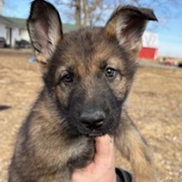 German Shepherd Puppies from Czech Working Lines