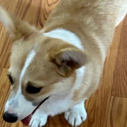 Marigold - Pembroke Welsh Corgi