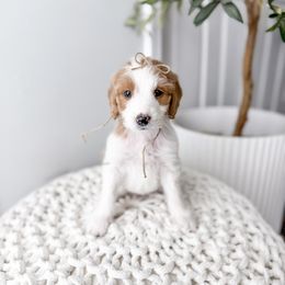 Pillar - Parti female Goldendoodle puppy in Greencastle, Indiana from Willow & Co.