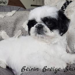 Shih Tzu Puppies from Beirin Breige Shih Tzus