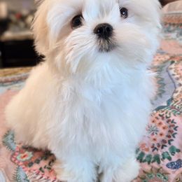Julia - White female Maltese puppy in Slidell, Louisiana from MeeMee Maltese