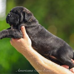 Kwango - Black brindle male Cane Corso puppy in Cable, Ohio from Americana Cane Corso