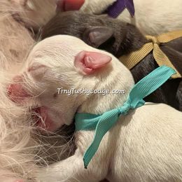 AKC blue ribbon - White male Miniature Schnauzer puppy in Greencastle, Indiana from Tiny Tushy Lodge