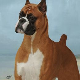 Romeo - Boxer