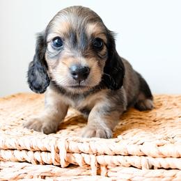 Whiskey 3750 - Cream male Dachshund puppy in Sylvania, Alabama from Yancey’s Doxies
