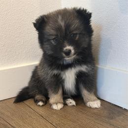 Honey - Wolf sable female Pomsky puppy in Tonasket, Washington from Washington Pomskies