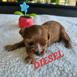 AKC DIESEL - Ruby male Cavalier King Charles Spaniel puppy in Joplin, Missouri, Missouri from HOL-A-DA CAVALIERS