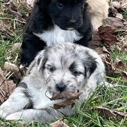Aquitaine de La Rive - Blue merle male Pyrenean Shepherd puppy in Ripley, Ohio from La Rive Pyr Sheps LLC