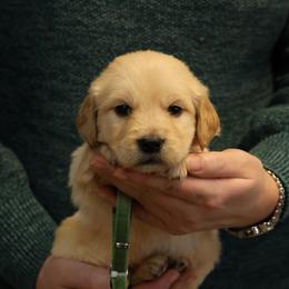 Yuki - Golden male Golden Retriever puppy in Payette, Idaho from Stonewick Retrievers