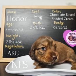 Honor - Cream female Dachshund puppy in Hoquiam, Washington from Heyd's Mini Dachshunds