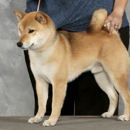 Dusty - Shiba Inu