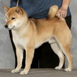 Dusty - Shiba Inu
