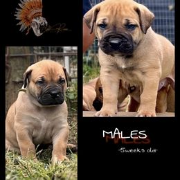 Boy 1 - Brown male Boerboel puppy in Pennsylvania from Cold River Boerboels