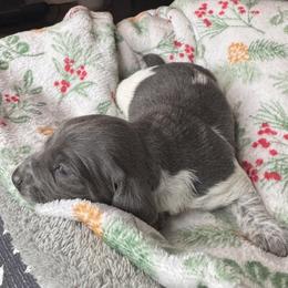 Bea - blue and white piebald - Piebald female Dachshund puppy in Wallingford, Kentucky from Hensley Homestead Dachshunds