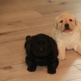 Labrador Retriever Puppies from Kyla Flora