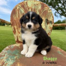 Shaggy - Black tri-color male Australian Shepherd puppy in El Dorado Springs, Missouri from OR Aussies