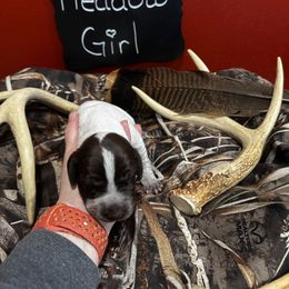 German Shorthaired Pointer Puppies from Ellis kennels