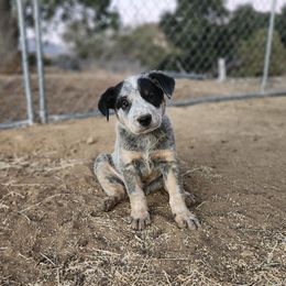 Dylan - Blue speckled male Australian Cattle Dog puppy in Cherry Valley, California from DCR Working ACDs & Kelpies